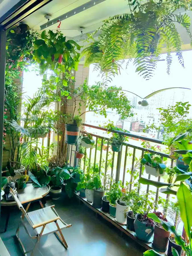 how to start gardening in balcony:Balcony garden with hanging ferns
