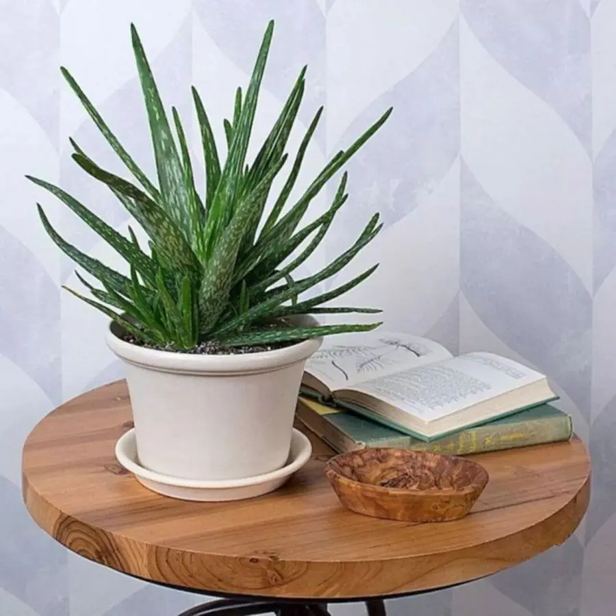 Best plant for your balcony garden Aloe vera