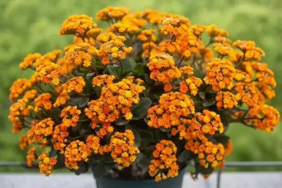 Best plant for your balcony garden Kalanchoe