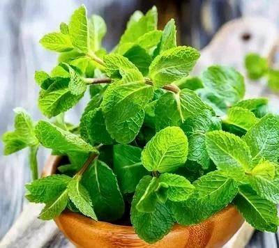 Best plant for your balcony garden Mint