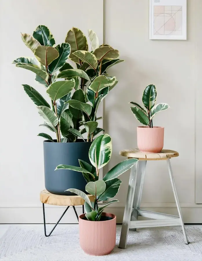 Best plant for your balcony garden Rubber tree