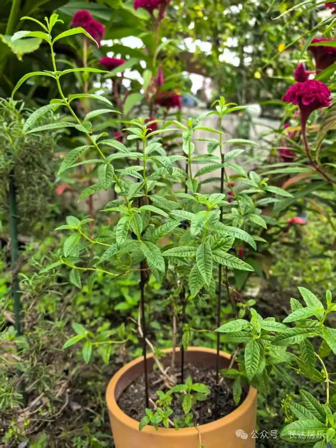 Best plant for your balcony garden Verbena