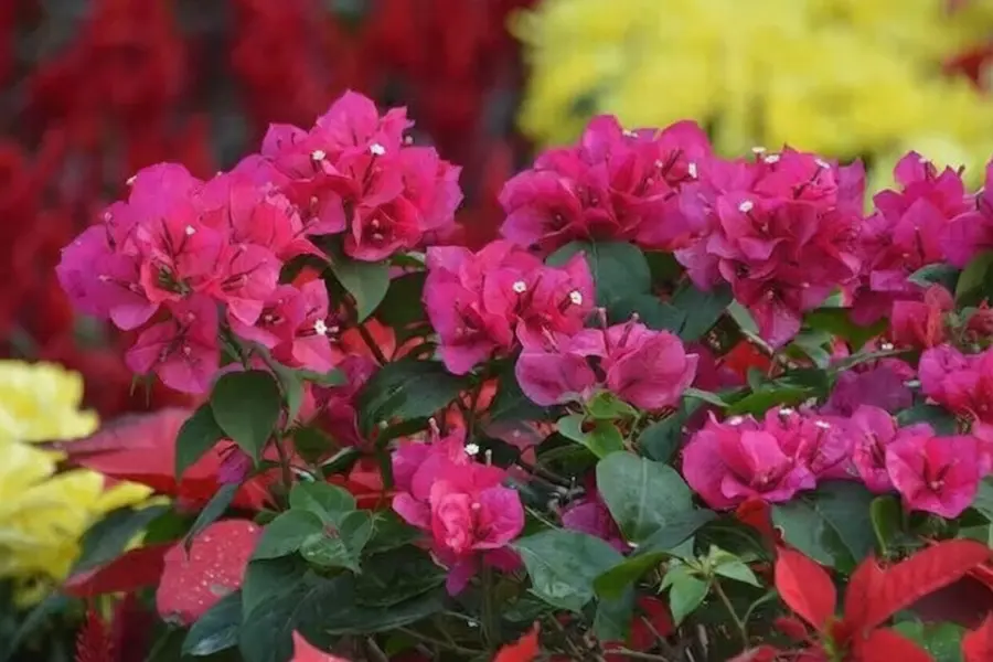 Best plants for balcony gardens Bougainvillea