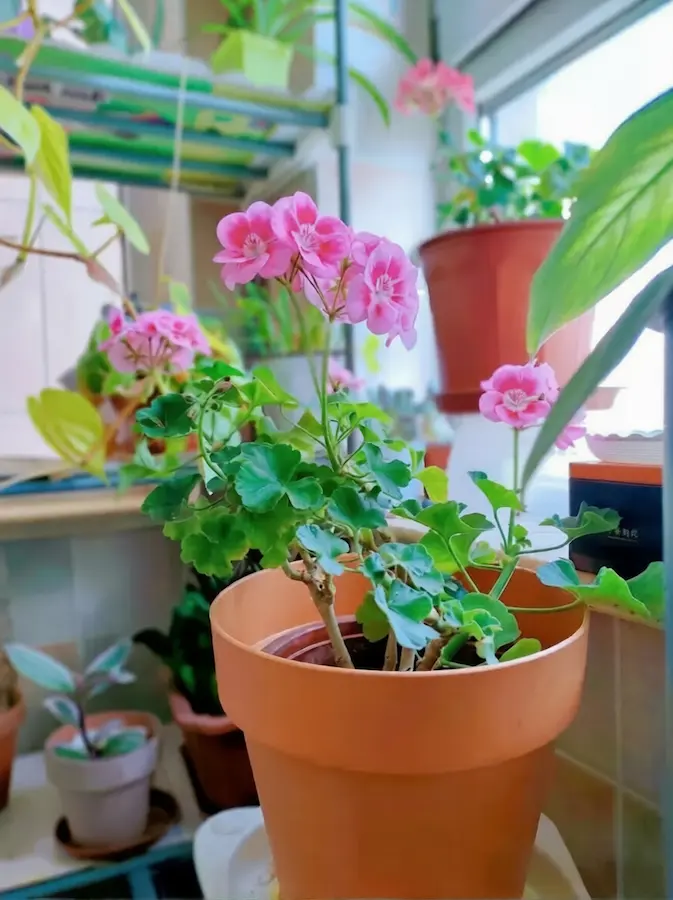 Best plants for balcony gardens Geraniums