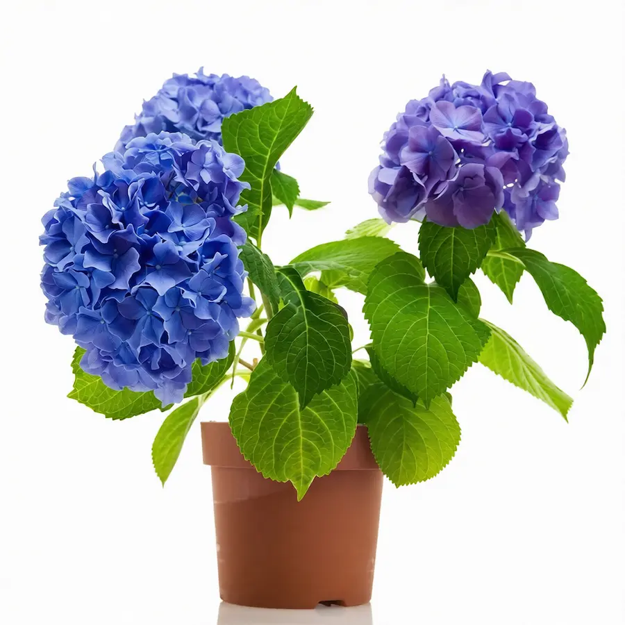 Best plants for balcony gardens Hydrangeas