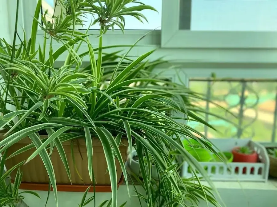 Best plants for balcony gardens Spider plants