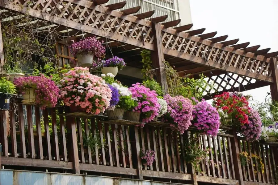 Care for Geranium Plants:Geraniums by the balcony railing