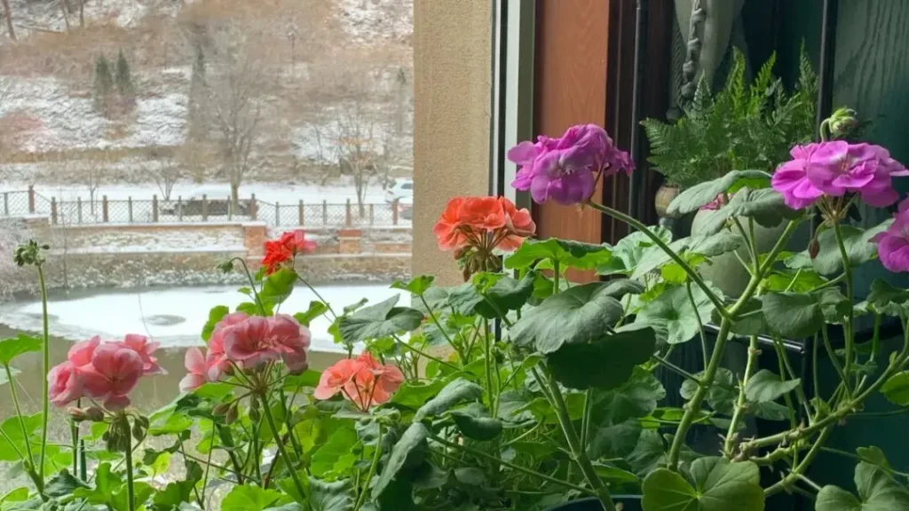 Care for Geranium Plants:Geraniums indoors in winter