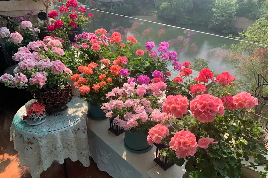 Care for Geranium Plants:Geraniums on the balcony