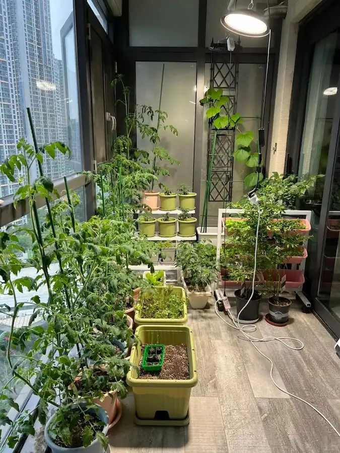 Indoor edible garden in the city