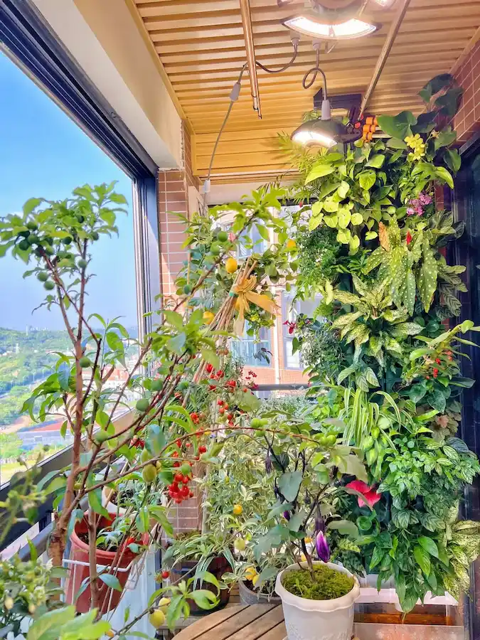 Lush indoor balcony vegetable garden