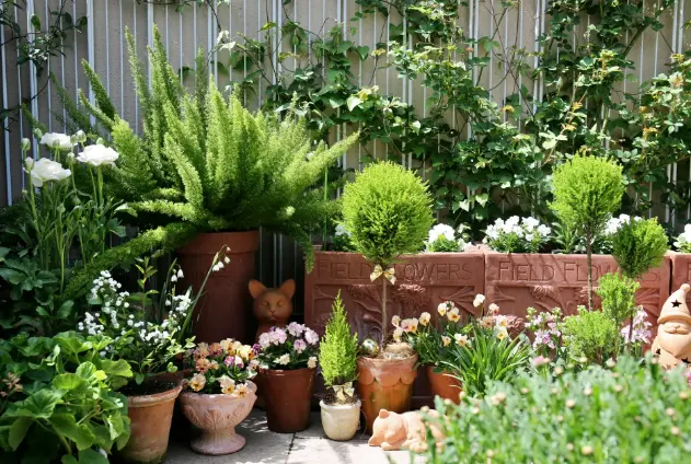Pergola vines in the balcony garden