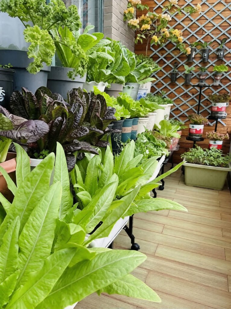 best vegetables for a balcony garden