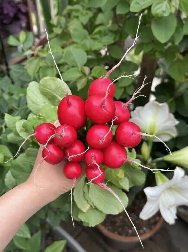 best vegetables for a balcony garden Cherry radish