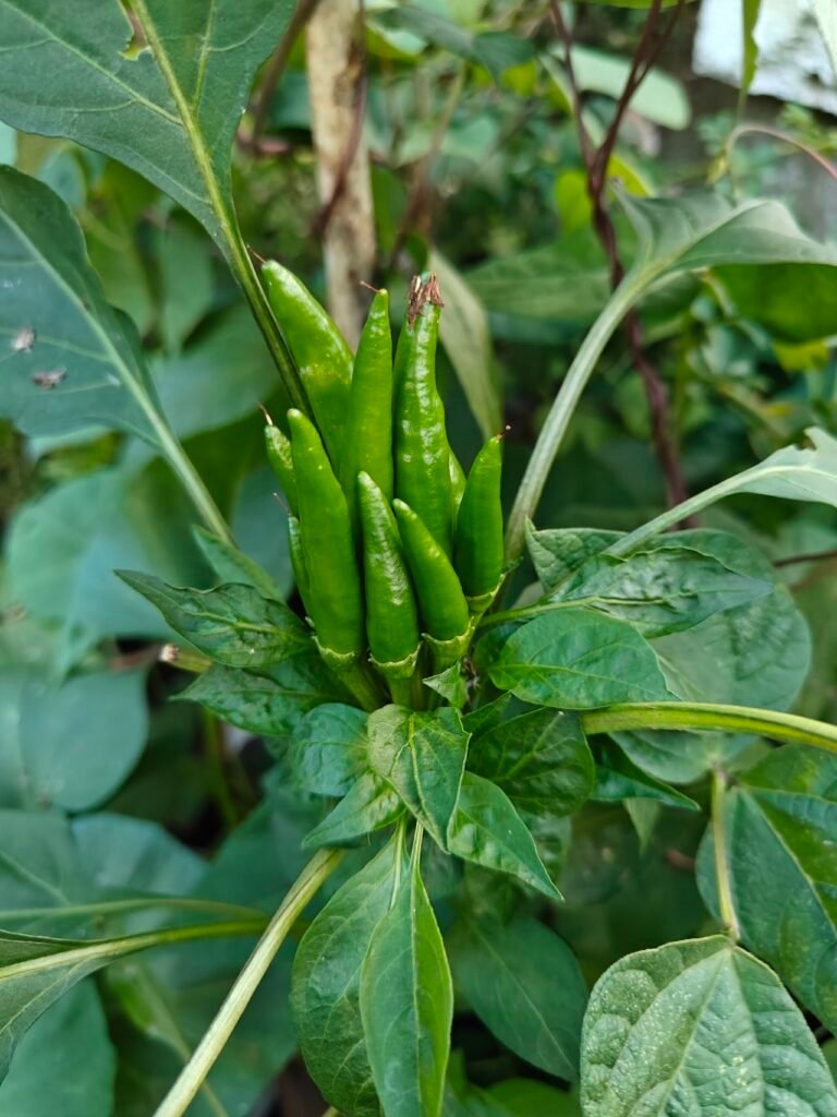 best vegetables for a balcony garden Chili pepper