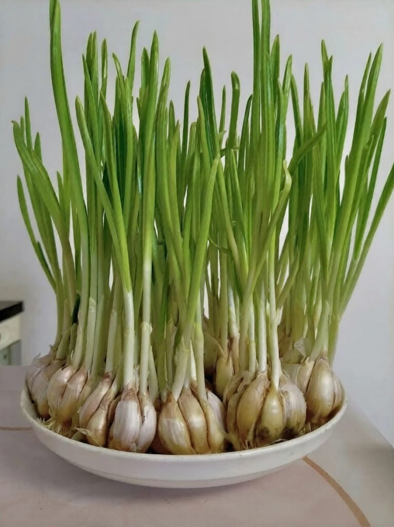best vegetables for a balcony garden Garlic sprouts