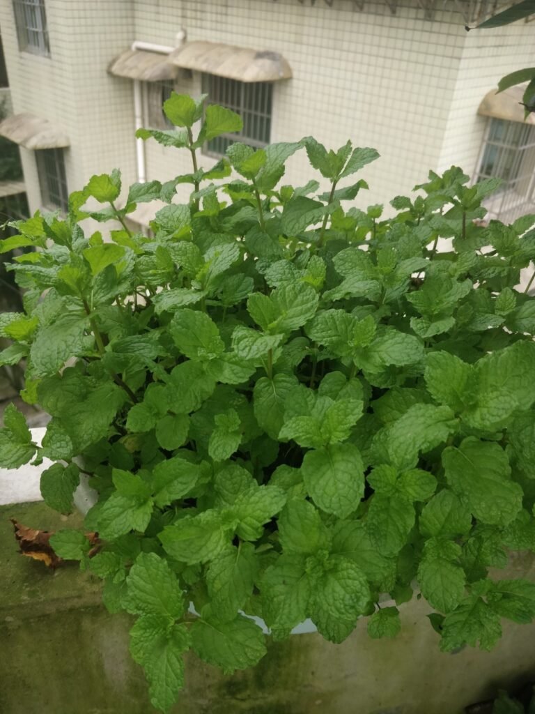 best vegetables for a balcony garden Mint
