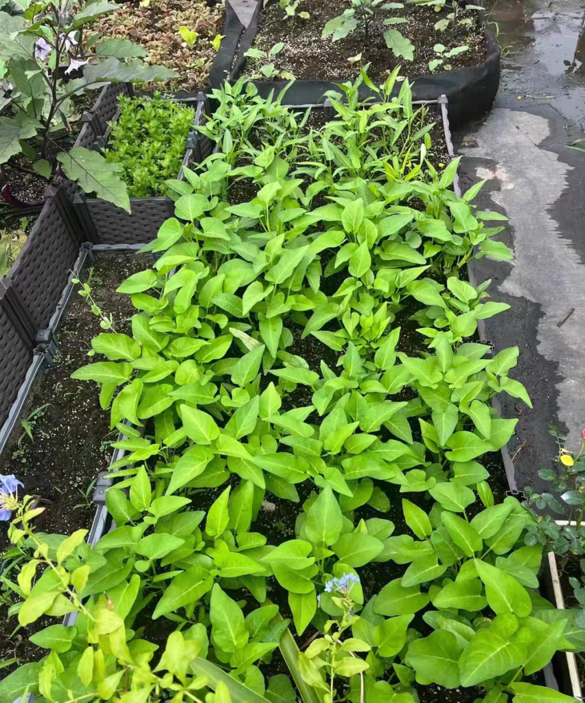 best vegetables for a balcony garden Water spinach