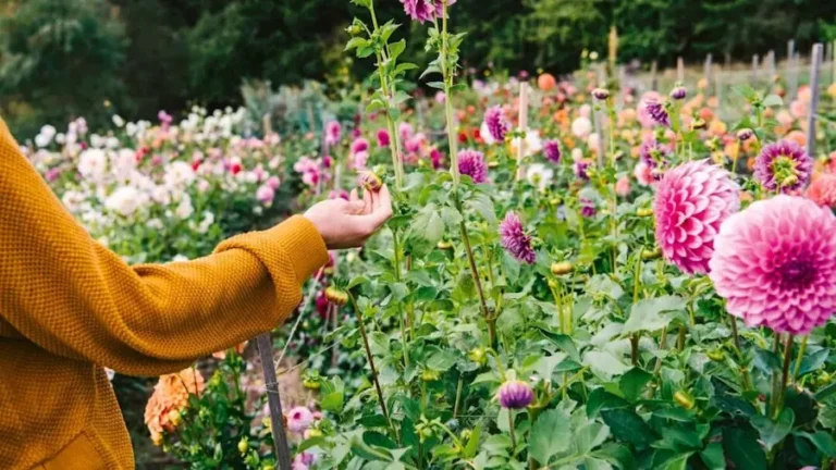 how to grow a garden tips