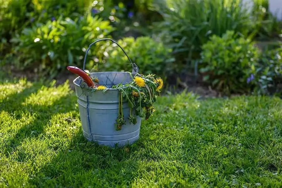 how to weed your garden tips