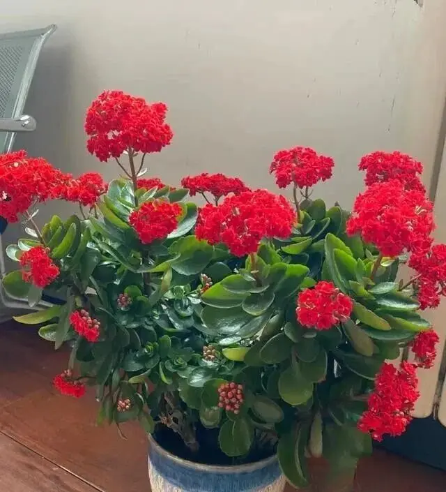 Kalanchoe