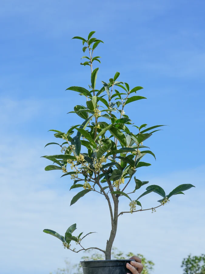 Osmanthus
