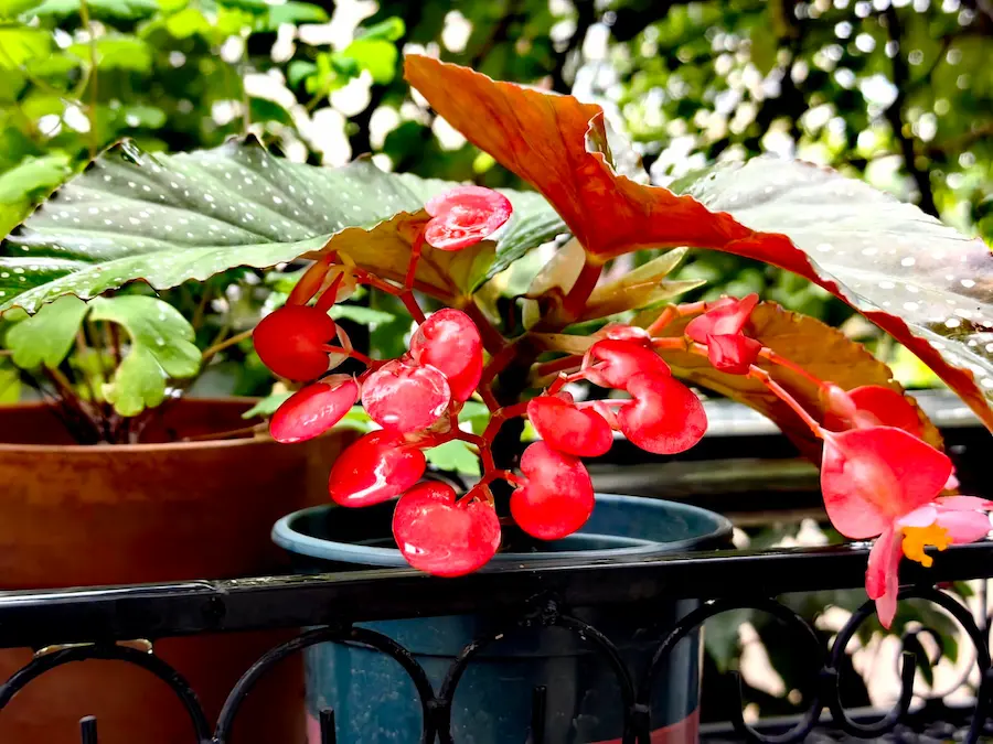 Rieger Begonia