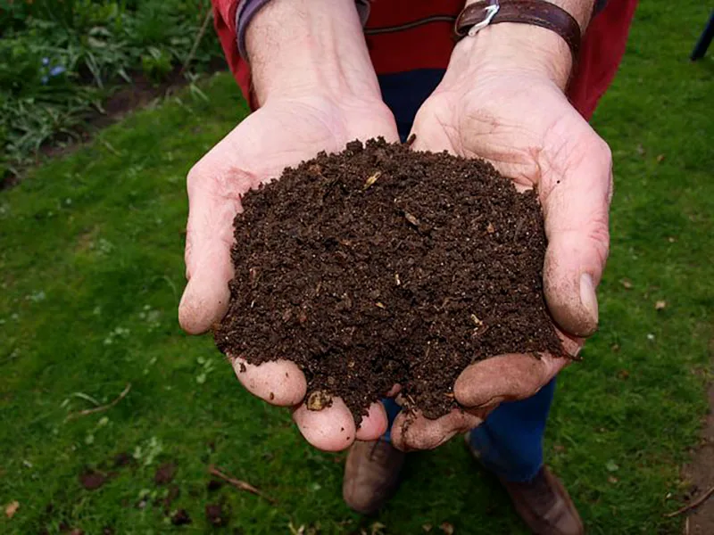 Soil in the vegetable garden