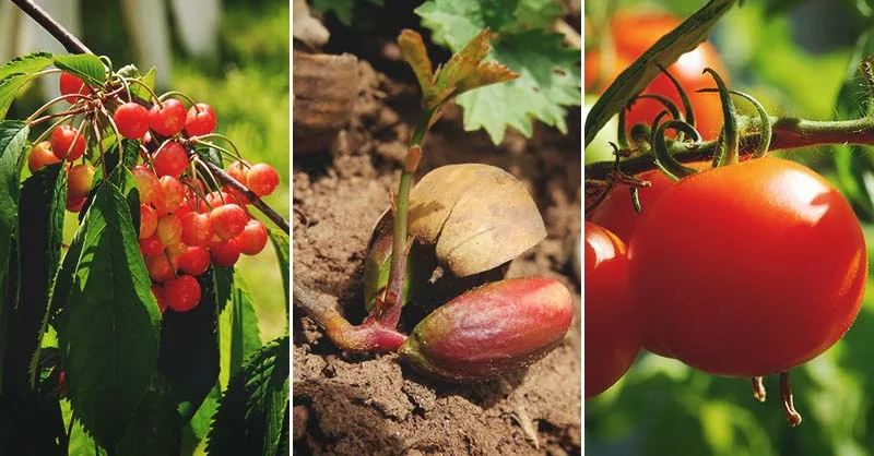 Tomatoes in the vegetable garden