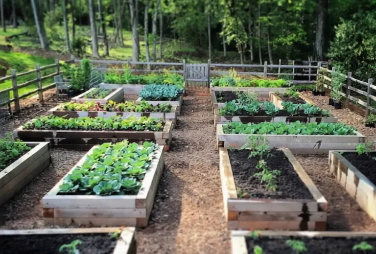 how often to fertilize vegetable garden