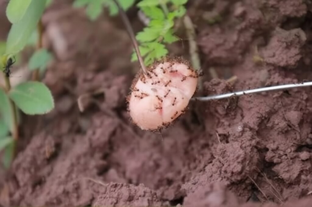 how to get rid of ants in vegetable garden