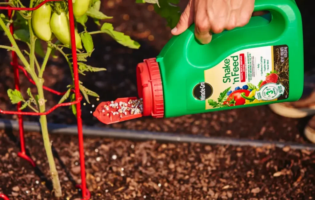 Applying granular fertilizer to tomato plant