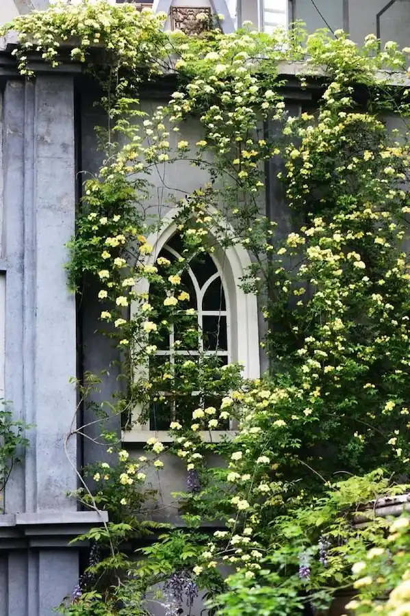 Climbing plants secured with steel wires