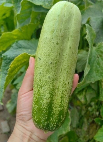 Cucumber growing with garden fertilizer care