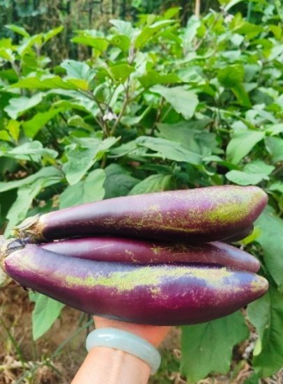Eggplants thriving with vegetable garden fertilizer