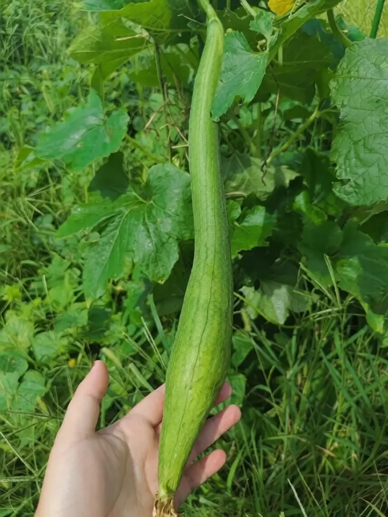 Fresh loofah growing in vegetable garden