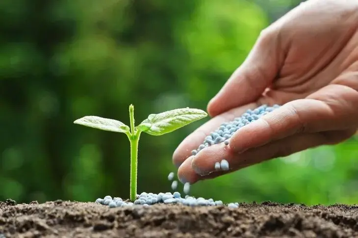 Best Fertilizer for Garden Vegetables:Hand applying fertilizer to young vegetable seedling