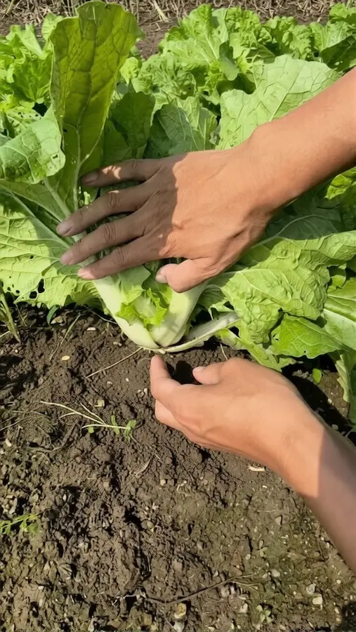 Hand holding fresh cabbage with wood ash nearby