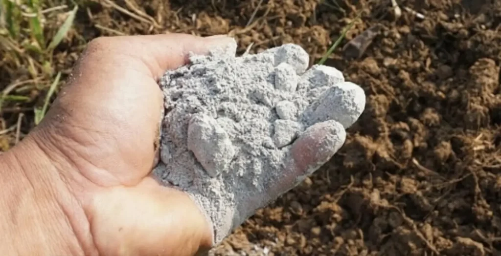 Are Wood Ashes Good for a Vegetable Garden?Hand holding wood ash for garden