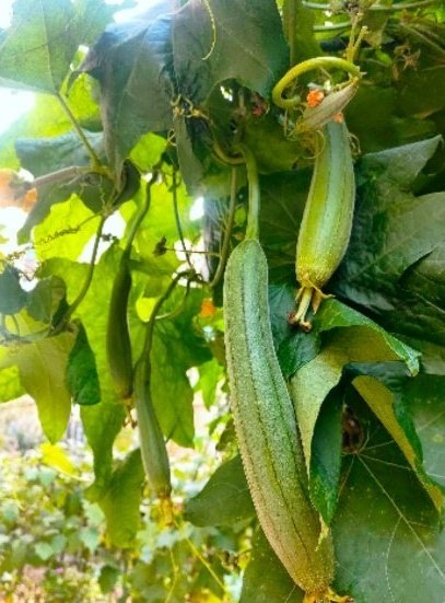 what type of fertilizer for vegetable garden:Luffa gourds nourished by garden fertilizer