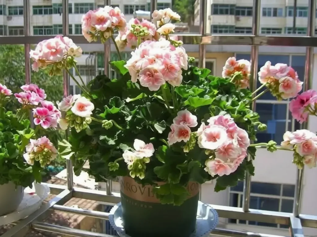 do bees like geraniums:Pink geraniums