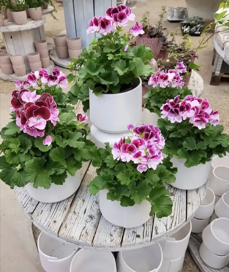 Pink-purple geraniums in white pots