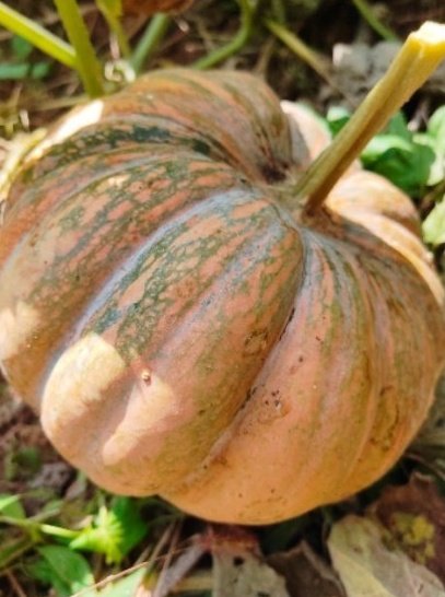 what type of fertilizer for vegetable garden:Pumpkin grown with vegetable garden fertilizer