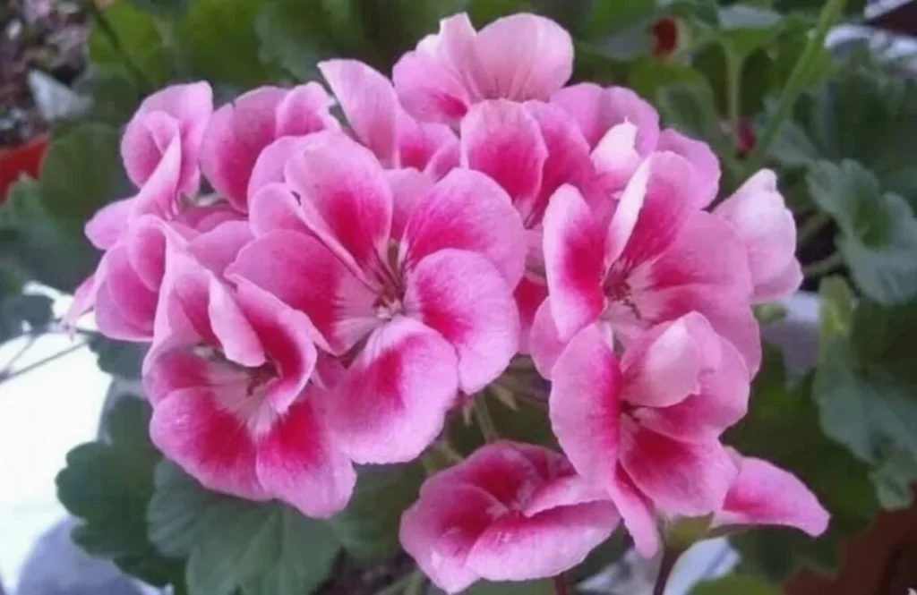do bees like geranium flowers:Purple geraniums