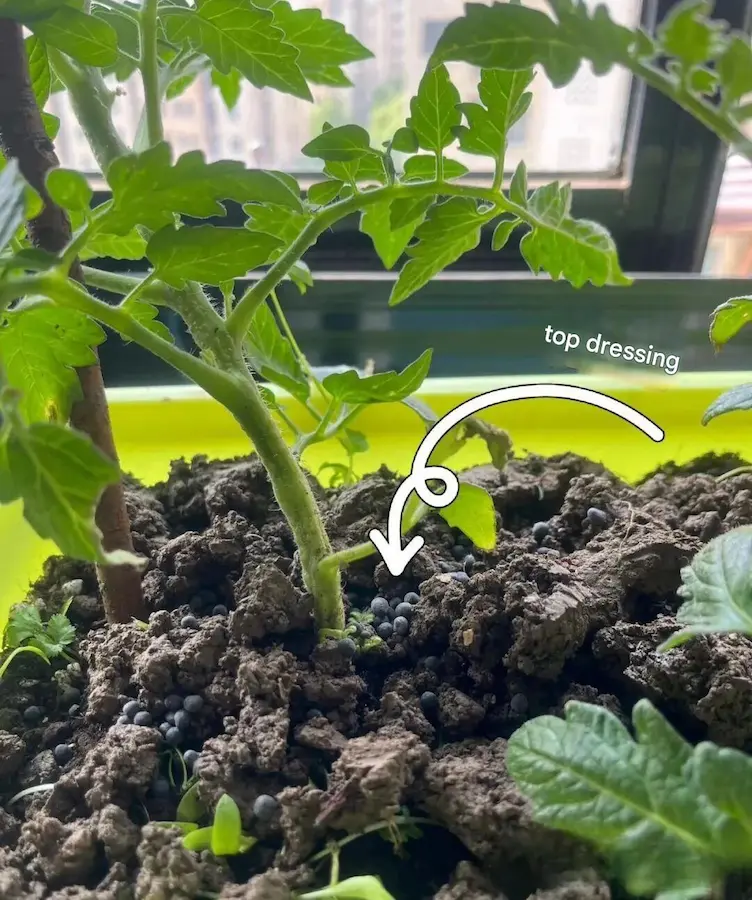 when to apply fertilizer to vegetable garden:Regular top dressing should be done during the period of vigorous growth of vegetables