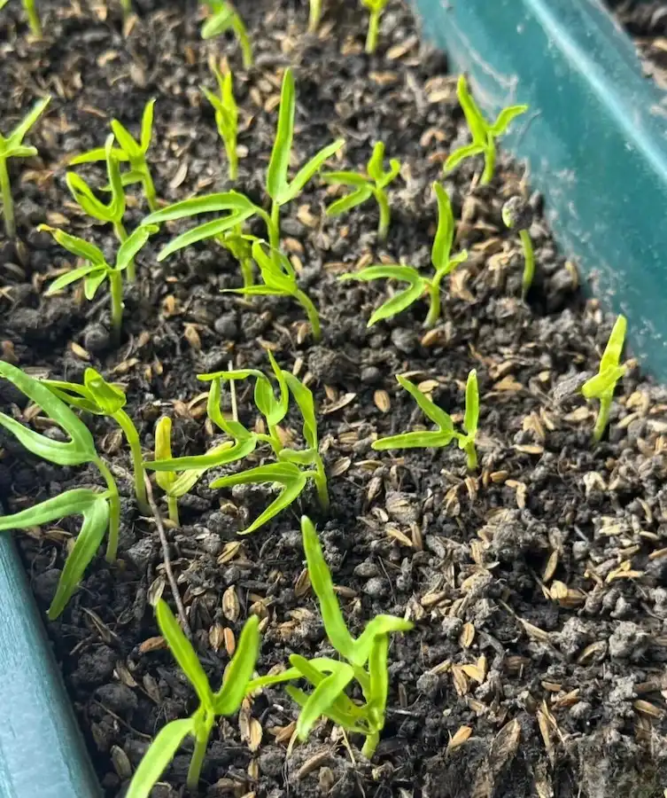 when to apply fertilizer to vegetable garden:Vegetable seedlings should be fertilized in small quantities