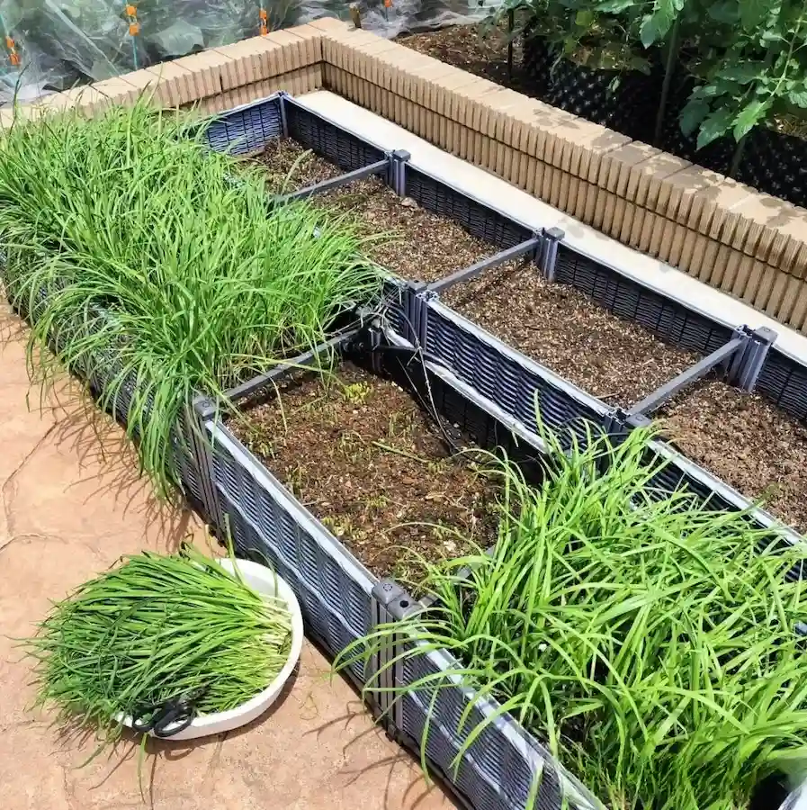 when to apply fertilizer to vegetable garden:Vegetables need to be fertilized after harvesting