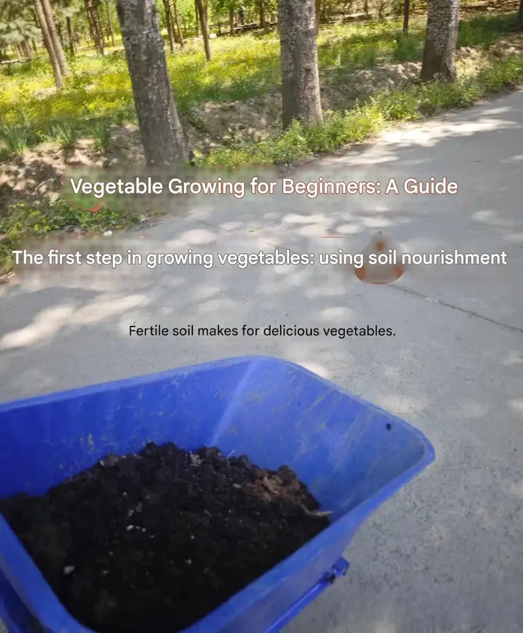 when to apply fertilizer to vegetable garden:Vegetables should be fertilized before sowing