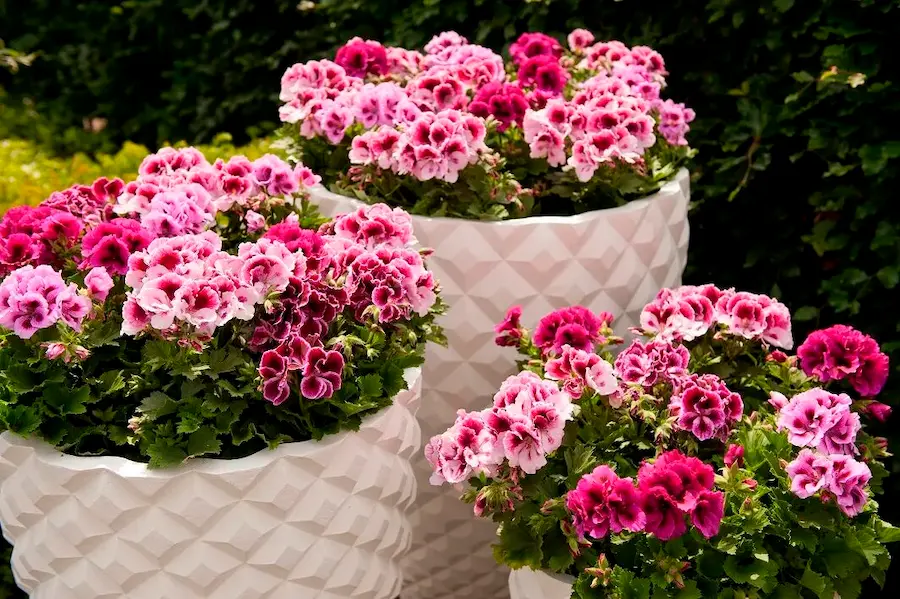 Vibrant geraniums in geometric planters