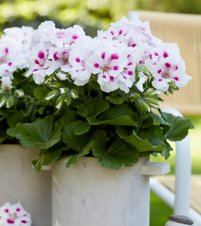 White geraniums with pink centers